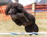 Irish Water Spaniel Dogs Breed - Information, Temperament, Size & Price | Pets4Homes