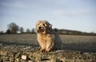 Norfolk Terrier Dogs Breed - Information, Temperament, Size & Price | Pets4Homes