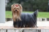 Yorkshire Terrier Dogs Raza - Características, Fotos & Precio | MundoAnimalia