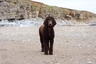 Irish Water Spaniel Dogs Breed - Information, Temperament, Size & Price | Pets4Homes