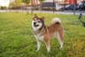 Japanese Shiba Inu Dogs Breed - Information, Temperament, Size & Price | Pets4Homes