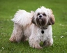 Tibetan Terrier Dogs Breed - Information, Temperament, Size & Price | Pets4Homes