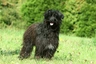 Pyrenean Sheepdog Dogs Breed - Information, Temperament, Size & Price | Pets4Homes