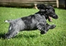 Cocker Spaniel Dogs Breed - Information, Temperament, Size & Price | Pets4Homes
