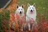 White Swiss Shepherd Dogs Breed - Information, Temperament, Size & Price | Pets4Homes
