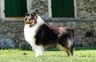 Pastore Scozzese Dogs Razza - Prezzo, Temperamento & Foto | AnnunciAnimali