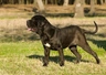 Neapolitan Mastiff Dogs Breed - Information, Temperament, Size & Price | Pets4Homes