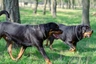 Rottweiler Dogs Raza - Características, Fotos & Precio | MundoAnimalia