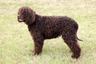 Irish Water Spaniel Dogs Breed - Information, Temperament, Size & Price | Pets4Homes
