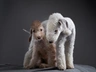 Bedlington Terrier Dogs Breed - Information, Temperament, Size & Price | Pets4Homes