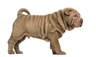 Shar Pei Dogs Raza - Características, Fotos & Precio | MundoAnimalia