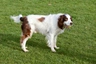English Springer Spaniel Dogs Breed - Information, Temperament, Size & Price | Pets4Homes