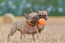 French Bulldog Dogs Breed - Information, Temperament, Size & Price | Pets4Homes
