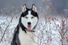 Siberian Husky Dogs Breed - Information, Temperament, Size & Price | Pets4Homes