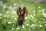 Russian Toy Terrier Dogs Breed - Information, Temperament, Size & Price | Pets4Homes