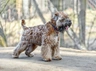 Irish Soft Coated Wheaten Terrier Dogs Raza - Características, Fotos & Precio | MundoAnimalia