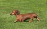 Miniature Dachshund Dogs Breed - Information, Temperament, Size & Price | Pets4Homes