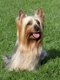 Australian Silky Terrier Dogs Breed - Information, Temperament, Size & Price | Pets4Homes