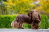 Sussex Spaniel Dogs Breed - Information, Temperament, Size & Price | Pets4Homes