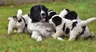 Newfoundland Dogs Breed - Information, Temperament, Size & Price | Pets4Homes