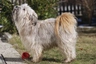 Tibetan Terrier Dogs Breed - Information, Temperament, Size & Price | Pets4Homes