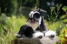 Miniature Schnauzer Dogs Breed - Information, Temperament, Size & Price | Pets4Homes