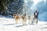 Siberian Husky Dogs Breed - Information, Temperament, Size & Price | Pets4Homes