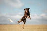 Australian Kelpie Dogs Breed - Information, Temperament, Size & Price | Pets4Homes