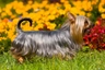 Australian Silky Terrier Dogs Breed - Information, Temperament, Size & Price | Pets4Homes