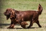 Sussex Spaniel Dogs Breed - Information, Temperament, Size & Price | Pets4Homes