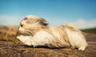 Shih Tzu Dogs Breed - Information, Temperament, Size & Price | Pets4Homes