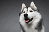 Siberian Husky Dogs Breed - Information, Temperament, Size & Price | Pets4Homes