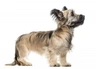 Skye Terrier Dogs Breed - Information, Temperament, Size & Price | Pets4Homes