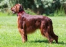 Irish Setter Dogs Breed - Information, Temperament, Size & Price | Pets4Homes