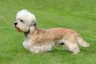 Dandie Dinmont Terrier Dogs Breed - Information, Temperament, Size & Price | Pets4Homes