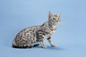 Bengal Cats Breed - Information, Temperament, Size & Price | Pets4Homes