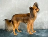 Russian Toy Terrier Dogs Breed - Information, Temperament, Size & Price | Pets4Homes