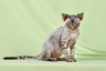 Devon Rex Cats Raza - Características, Fotos & Precio | MundoAnimalia