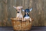 Russian Toy Terrier Dogs Breed - Information, Temperament, Size & Price | Pets4Homes