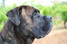 Cane Corso Dogs Raza - Características, Fotos & Precio | MundoAnimalia
