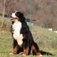 Bernese Mountain Dog Dogs Breed - Information, Temperament, Size & Price | Pets4Homes