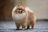Pomeranian Dogs Breed - Information, Temperament, Size & Price | Pets4Homes