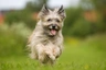 Pyrenean Sheepdog Dogs Breed - Information, Temperament, Size & Price | Pets4Homes