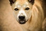 Thai Ridgeback Dogs Breed - Information, Temperament, Size & Price | Pets4Homes