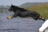 German Shepherd Dogs Breed - Information, Temperament, Size & Price | Pets4Homes