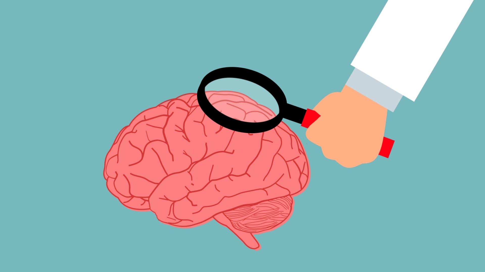 Cerveau et loupe.