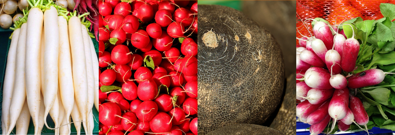 C'est la saison... des radis