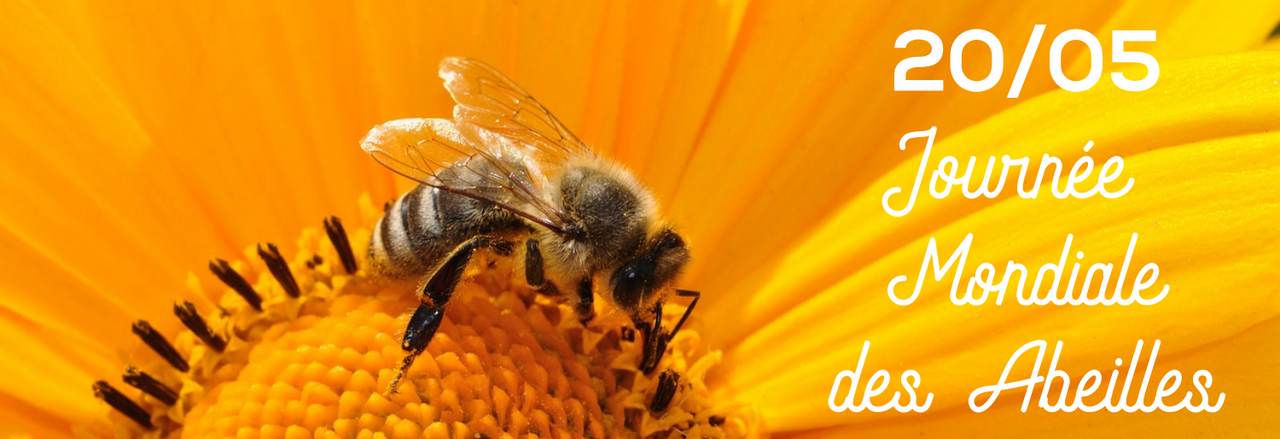 Journée Mondiale des Abeilles 🐝 