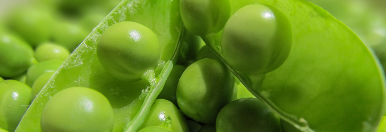 C’est la saison… des petits pois !