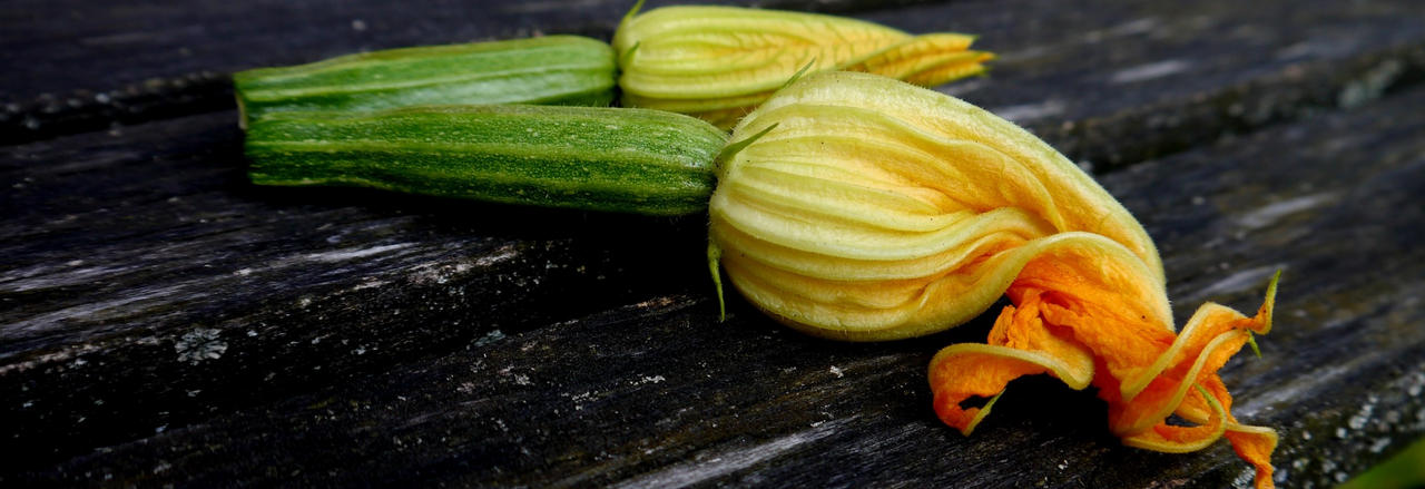 Zoom sur… La Courgette !